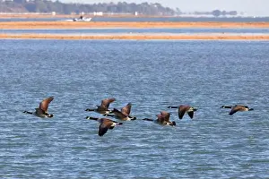 Bird Reserve Prints: A flock of Canada Geese (branta canadensis) flying in formation from right to left over the sea