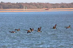 Bird Reserve Prints: A flock of Canada Geese (branta canadensis) flying in formation from right to left over the sea