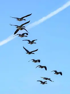 Early Morning Prints: Flock of Canada Geese flying over early morning on the Somerset Levels