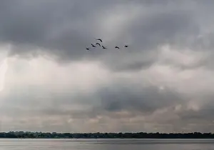 Ontario Canada Prints: Flock of Canada geese flying in V shape formation across a cloudy sky