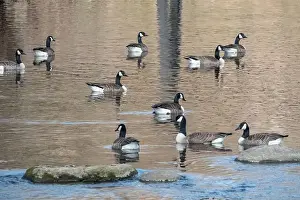 Carolina Prints: A flock of Canada geese swim in calm water