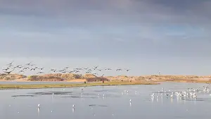 Hoarfrost Prints: A flock of Canadian Geese seen flying over frozen water at Crosby near Liverpool