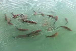 Carp Prints: Flock of carp fish is in blue water, close up photo with selective focus