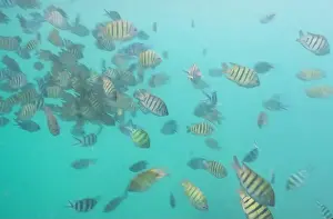 Chonburi Prints: A flock of colorful fish living in coral reefs, underwater photography