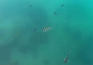 Chonburi Prints: A flock of colorful fish living in coral reefs