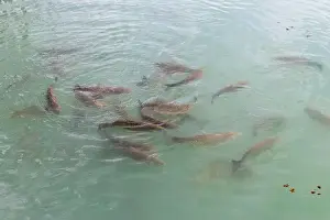 Small Animal Prints: Flock of fish in blue water, close up photo with selective focus