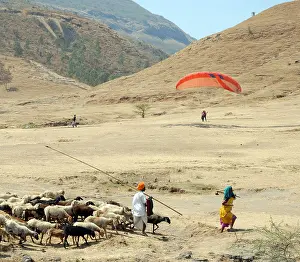 Tuition Prints: flock of goats and paragliders, Kamshet, Maharashtra, India