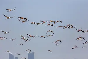 Mangrove Prints: Flock of Greater Flamingos (Phoenicopterus roseus) in Ras Al Khor Wildlife Sanctuary in Dubai