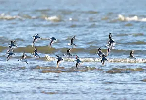 Beauty Of Nature Prints: Flock of Sanderlings Flying Over Ocean, Galveston, Texas