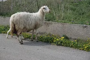 Rural Life Prints: Flock of sheep grazing in Corleone, Sicily, Chiosi area, in a rural spring landscape