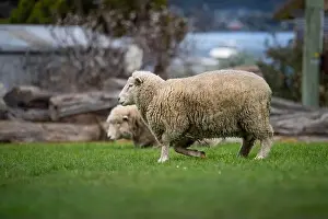 Top Down Prints: flock of sheep under gum trees in summer on a regenerative agricultural farm in New Zealand