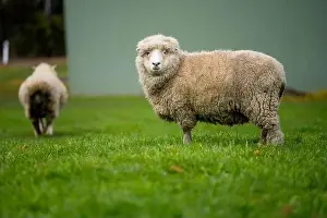 Merino Prints: flock of sheep under gum trees in summer on a regenerative agricultural farm in New Zealand