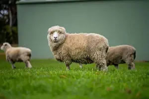 Merino Prints: flock of sheep under gum trees in summer on a regenerative agricultural farm in New Zealand