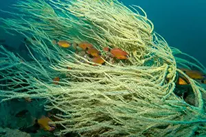 Thickets Prints: A flock of small fish among the branches of soft coral moves against the current of the Gulf of Oman in Fujairah
