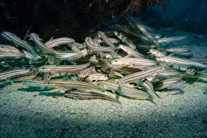 Fujairah Prints: A flock of small poisonous eels at the rocky bottom of the Gulf of Oman in Fujairah
