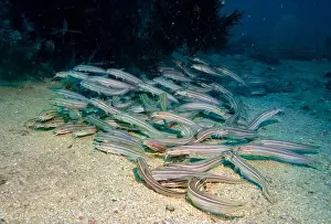 Fujairah Prints: A flock of small poisonous eels at the rocky bottom of the Gulf of Oman in Fujairah