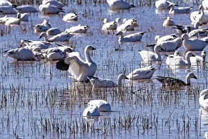 Geese Prints: Flock of Snow Geese feeding