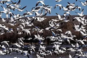 Geese Prints: Flock of Snow Geese taking off from the wetlands of their winter home at Bosque Del Apache National Wildlife Refuge