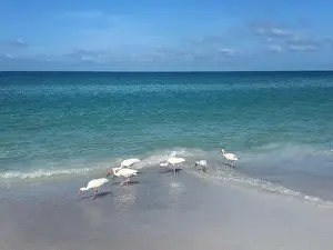1 Animal Prints: Flock White Ibis birds eating on beach Gulf of Mexico