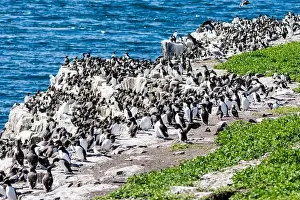 Cormorant Prints: Flocks of seabirds gather on the rocks at the Farne Island, Northumberland, UK