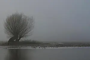 Bald Prints: Flooded fields with old pollard trees on a typical misty gray winter morning at Lower Rhine