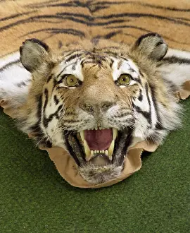 Gaze Prints: Floor, Siberian tiger, fur, preparing, portrait, lying