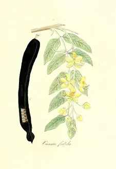 Pflanzen Prints: Flora medica, oder, Abbildung der wichtigsten officinellen Pflanzen