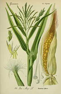 Silk Prints: Flora von Deutschland, Österreich und der Schweiz