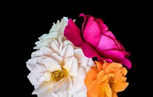 Floral color still life fine art macro flower image of a bouquet of three blooming red