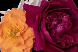 Floral color still life fine art macro flower image of a bouquet of three blooming red