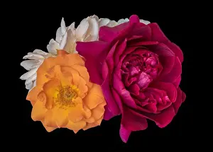 Floral color still life fine art macro flower image of a bouquet of three blooming red