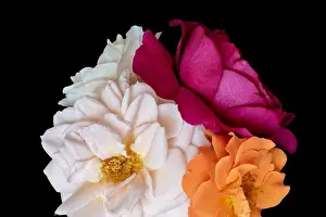Floral color still life fine art macro flower image of a bouquet of three blooming red