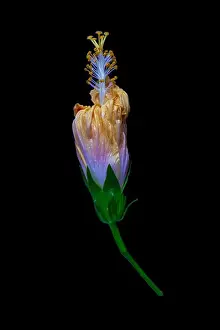 Floral color macro flower image of a fading single isolated blooming closed yellow hibiscus blossom with detailed
