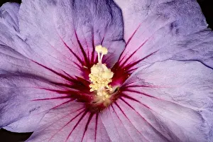 Pistil Prints: Floral color macro flower image of the inner of a a single isolated wide open blooming violet red hibiscus blossom