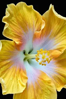 Floral color macro flower image of a the pistil of a single isolated blooming open yellow hibiscus blossom with