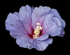 Pistil Prints: Floral color macro flower image of a single isolated blooming open violet red hibiscus blossom