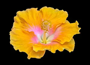 Pistil Prints: Floral color macro flower image of a single isolated blooming open yellow red hibiscus blossom with detailed texture
