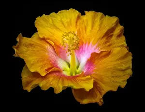 Pistil Prints: Floral color macro flower image of a single isolated blooming open yellow red hibiscus blossom with detailed texture