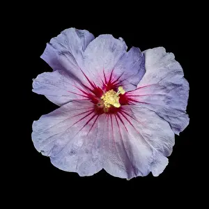 Pistil Prints: Floral color macro flower top view image of a single isolated blooming open violet red hibiscus blossom with detailed