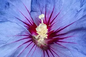 Pistil Prints: Floral color macro image of the inner of a a single isolated wide open blue violet red hibiscus blossom with detailed