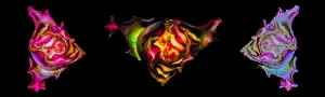 Surrealistic Prints: Floral fine art detailed glowing macro collage of three rainbow colored single isolated rose blossoms