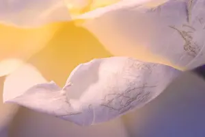 Floral fine art harmonic soft rose macro of yellow white petals with very fine texture