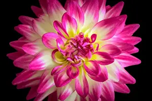 Dahlia Prints: Floral fine art still life detail color flower macro portrait of a single isolated blooming pink white yellow open