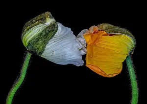 Evolving Prints: Floral fine art still life color macro flower portrait of a pair of young orange yellow white satin/silk poppy blossom