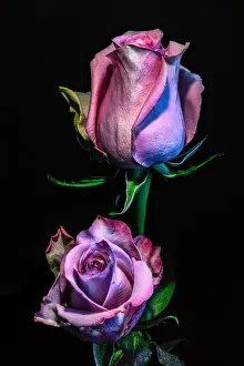 Shimmering Prints: Floral fine art still life colorful low key macro of a blooming violet pink delicate filigree rose blossom duo on black