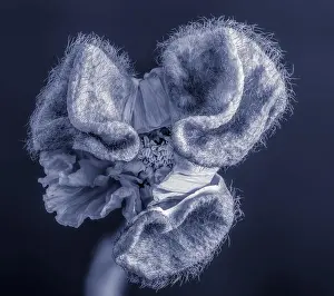 Single Flower Prints: Floral fine art still life detailed blue monochrome macro flower portrait of a single isolated satin/silk poppy opening