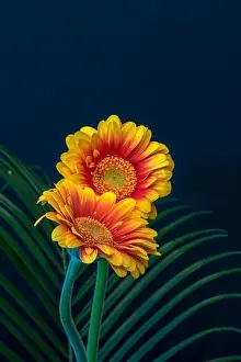 Artful Prints: Floral fine art still life detailed bright color macro of a pair of red yellow wide opened gerbera blossoms with