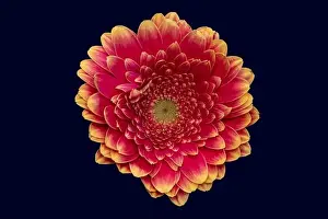 Gerbera Prints: Floral fine art still life detailed bright color macro of a single isolated pink yellow wide opened gerbera blossom