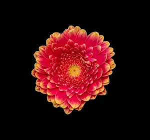 Gerbera Prints: Floral fine art still life detailed bright color macro of a single isolated red yellow wide opened gerbera blossom with
