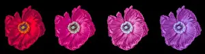 Surrealistic Prints: Floral fine art still life detailed color macro of a collection of four isolated shining satin/silk poppy blossoms